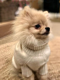 Dog Cashmere Sweater Beige